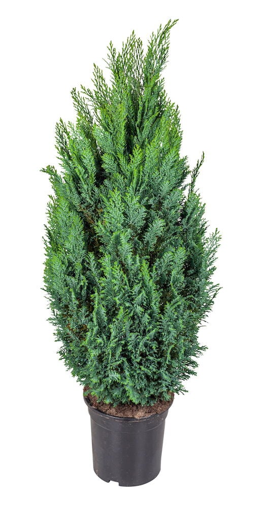 Cypress Ellwood