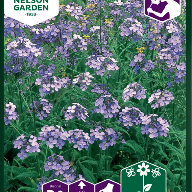 FRÖPÅSE NELSON GARDEN NATTVIOL TRÄDGÅRDS, VIOLETT